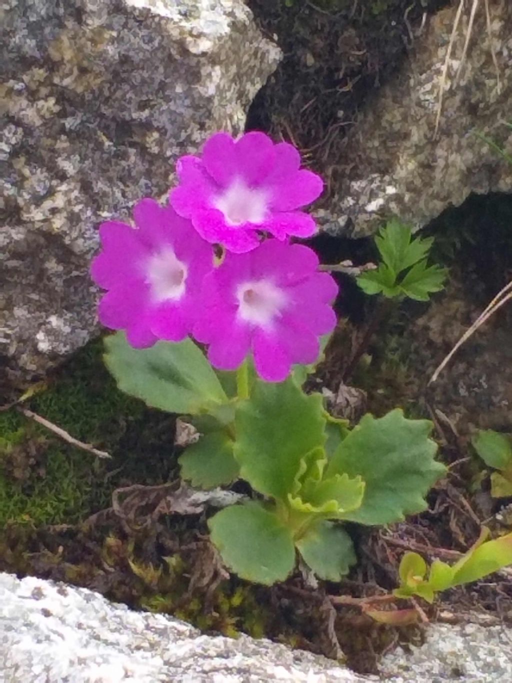 Primula daonensis